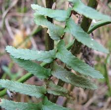 Image result for Asplenium africanum