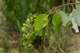 Image result for Ozoroa