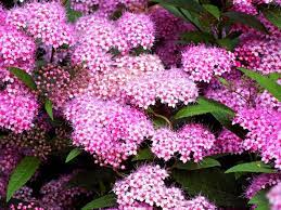 Maybe you would like to learn more about one of these? 26 Gorgeous Pink Flowering Shrubs For Your Garden Diy Crafts