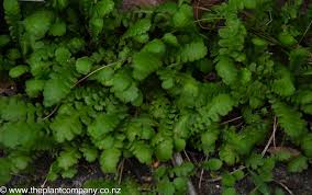 Image result for Salacia leptoclada