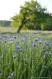 Singing The Wildflower Blues Bachelor Buttons Wild Flowers Wild Flower Meadow Beautiful Flowers