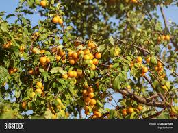 Used mainly for jams and preserves. Ripe Yellow Mirabelle Image Photo Free Trial Bigstock
