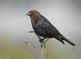 Birds Native To Maryland Brown Headed Cowbird Brake S Yard Woodbine Md 03 6 2015 Backyard Birds Beautiful Birds Bird Life List
