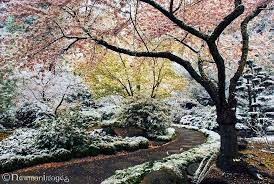 Cotton Candy Spring Spring Snow Lithia Park In Ashland Oregon It S Amazing When Two Seasons Fight It Out In Pub Japanese Garden Garden Ashland Oregon