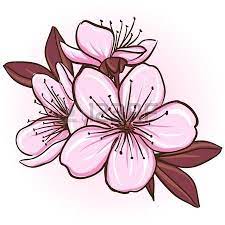 Image De La Categorie Cherry Blossom Illustration De Decoration Florale De Fleurs De Sakura Image 1 Cherry Blossom Vector Flower Drawing Cherry Blossom Drawing