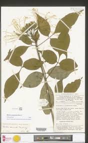 Image result for Ritchiea capparoides
