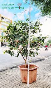 Nhà vườn ngọc lâm chuyên cung cấp các loại giống cây nho thân gỗ, cây ăn quả ngoại nhập, cây hoa ngoại nhập. Cay Nho Than Gá» Tá»© Quy 4 5 NÄm Tuá»i Happy Trees