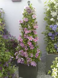 In cooler climates, this plant blooms non stop from late spring through early fall. Piilu Clematis Container Plants Flowers