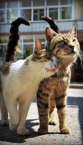 Istanbul Kedi Canlarim Hayvanlar Kedi Buyuk Kediler