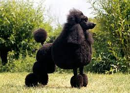 10 High Maintenance Dog Breeds Dog Breeds Poodle Dog Dog Breed Info