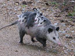 Opossum 2 — opossum, fetischberg, s. Meet Appalachia S Misunderstood Marsupial The Opossum Appalachian Voices