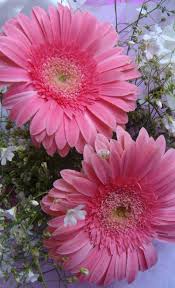Pin By Maria Cabrera On Garden Beautiful Flowers Amazing Flowers Pretty Flowers