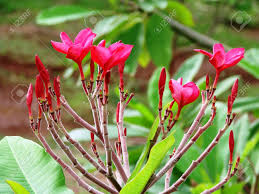 The flowers are available in exotic arrangements. A Garden In The Village In The Maharashtra State Of India Contains Stock Photo Picture And Royalty Free Image Image 32721208