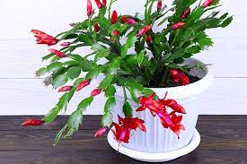 Water a christmas cactus with care. Is Christmas Cactus Toxic To Cats Gardener S Path