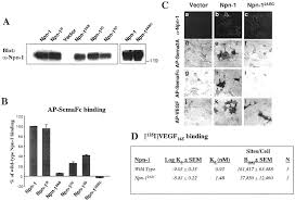 Cvn | lha/lhd | lpd | lsd | lcc | ddg | cg | ssn | ssbn | ssgn | as | mcm | pc | lcs. Characterization Of Neuropilin 1 Structural Features That Confer Binding To Semaphorin 3a And Vascular Endothelial Growth Factor 165 Journal Of Biological Chemistry