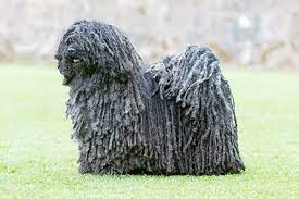 This article is all about the hungarian puli, also known as the mop dog. this breed holds me in wonder, and whenever i see a picture of a hungarian puli, i am amazed at the mere appearance. Hungarian Puli Breeds A To Z The Kennel Club