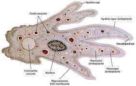 Check spelling or type a new query. Introduction To Protista Amoeba Carolina Com