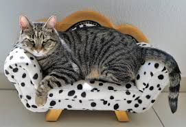 The best way to get cat urine out of carpets is to use an enzyme cleaner. The Ultimate Guide On How To Get Cat Pee Smell Out Of Couches And Furniture Pee Off Premium Cat Pee Remover