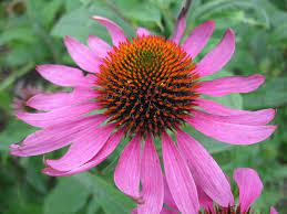 My Top Flowers For Bees This Summer Woolly Green Echinacea Purpurea Echinacea Plants