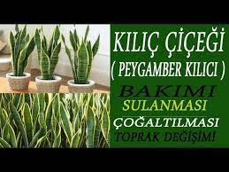 Peygamber kılıcı ve paşa kılıcı bitkisinin bakımı, hikayesi, çoğaltılması gibi genel bilgileri sizler için bu yazımızda bir araya getirdik. Kilic Cicegi Bakimi Cogaltma Yetistirme Ipuclari Nefis Yemek Tarifleri