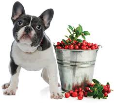 We did not find results for: Is Cranberry Effective For Treating Utis