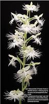 Image result for Habenaria adolphi