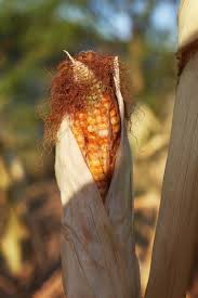It stands well and is an excellent choice for a maze where you want the convenience of using the roundup herbicide system. How To Grow And Dry Indian Corn Dengarden