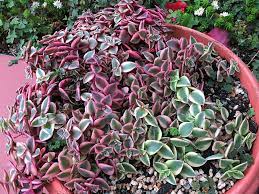 Only those that come in a pot can require fertilization, although always with care, and especially to. Crassula Pellucida Subsp Marginalis Variegata World Of Succulents
