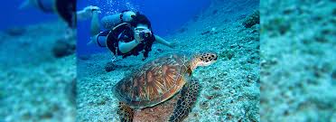 Central america boasts some of the world's most historic and biologically diverse habitats. Best Diving In The World Diving Places Dive Trips