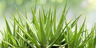 Image result for Aloe