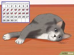 Signs and symptoms of stroke include: How To Identify If Your Cat Has Had A Stroke With Pictures