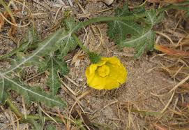 Image result for Acanthosicyos naudinianus