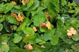 Image result for Begonia sutherlandii