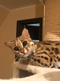 The bengal cat association is a gccf club for owners, breeders, exhibitors and lovers of. Leopard Cat For Sale