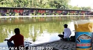 Umpan Pelet Ikan Patin Untuk Lomba Galatama Ikan Kolam Juara