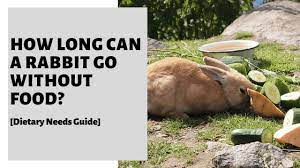 How Long Can A Rabbit Go Without Food Dietary Needs Guide