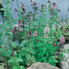 Image result for Mentha aquatica