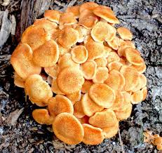 Common Florida Mushrooms Archives Eat The Weeds And Other