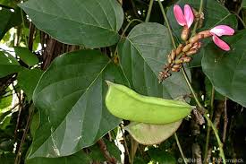 Image result for Canavalia cathartica