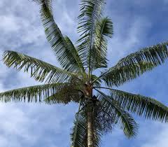 Image result for Dypsis