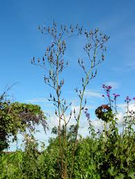 Image result for Lactuca inermis