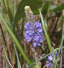 Image result for Monochoria