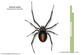 8:07 the union of south africa was formed and the country's external borders defined then have remained to this day 10:00 milan with its policy of apartheid there was to prove an extremely divisive factor in the lives of the black majority in. 9 Of The World S Deadliest Spiders Britannica