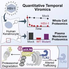 It is usually transmitted by oral contact. Temporal Proteomic Analysis Of Herpes Simplex Virus 1 Infection Reveals Cell Surface Remodeling Via Pul56 Mediated Gopc Degradation Sciencedirect
