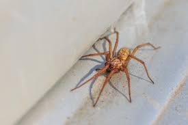 Many spider bites look like other insect bites, so it is hard to distinguish between what is a spider hobo spiders are a mix of brown and black. Hobo Spider Bite Symptoms Treatment And Stages