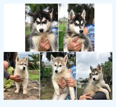 We have six beautiful purebred grey siberian husky pups left out of our eight pup litter! 14 Days To A Better Husky Puppies For Sale Dog Breed