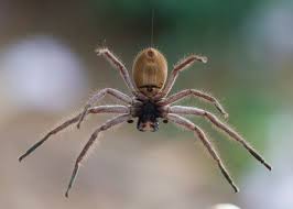 3,000 species of spiders have been described in north america. The 10 Most Venomous Spiders In Australia