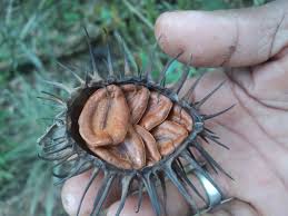 Image result for Allamanda schottii