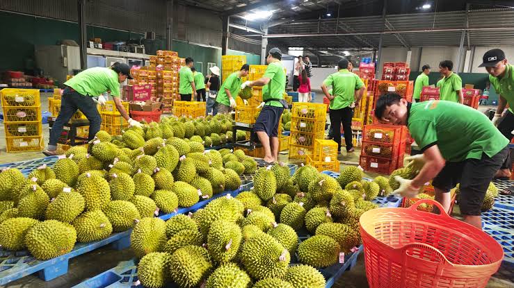 Xuất khẩu sầu riêng sang Trung Quốc cần chuẩn bị gì?