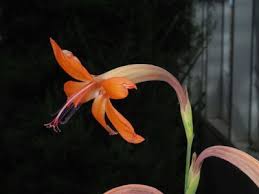 Image result for Dicliptera swynnertonii